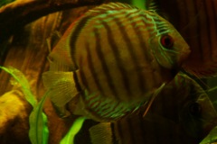 lots-of-discus-fish-green-tank0833