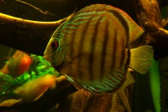 lots-of-discus-fish-green-tank0836