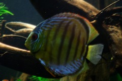 lots-of-discus-fish-green-tank0837