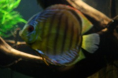 lots-of-discus-fish-green-tank0838