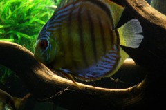 lots-of-discus-fish-green-tank0839