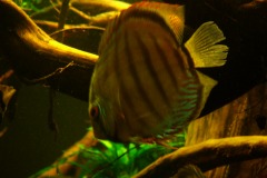 lots-of-discus-fish-green-tank0840