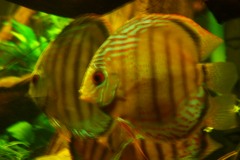 lots-of-discus-fish-green-tank0841