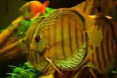 lots-of-discus-fish-green-tank0842