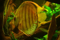 lots-of-discus-fish-green-tank0843
