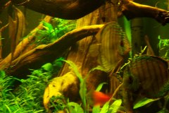 lots-of-discus-fish-green-tank0844