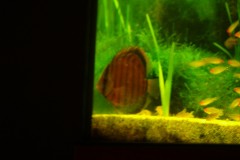 lots-of-discus-fish-green-tank0845-Aangepast