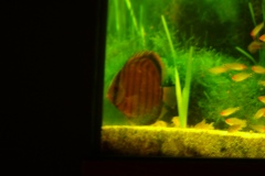 lots-of-discus-fish-green-tank0845