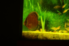 lots-of-discus-fish-green-tank0846