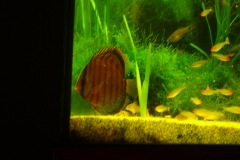 lots-of-discus-fish-green-tank0847