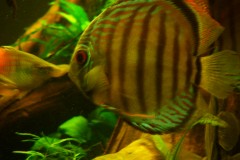 lots-of-discus-fish-green-tank0848