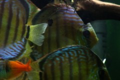 lots-of-discus-fish-green-tank0849