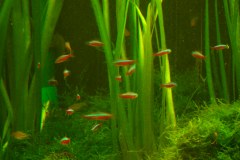 lots-of-discus-fish-green-tank0850