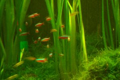 lots-of-discus-fish-green-tank0851