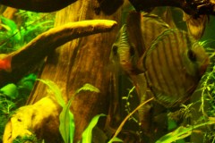 lots-of-discus-fish-green-tank0852