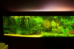 lots-of-discus-fish-green-tank0853
