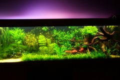 lots-of-discus-fish-green-tank0854
