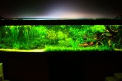 lots-of-discus-fish-green-tank0855