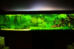 lots-of-discus-fish-green-tank0856