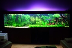 lots-of-discus-fish-green-tank0857