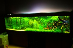 lots-of-discus-fish-green-tank0858
