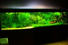 lots-of-discus-fish-green-tank0859