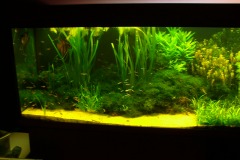 lots-of-discus-fish-green-tank0860