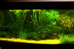 lots-of-discus-fish-green-tank0861