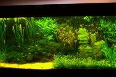 lots-of-discus-fish-green-tank0862
