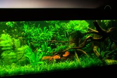 lots-of-discus-fish-green-tank0863