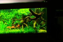 lots-of-discus-fish-green-tank0864