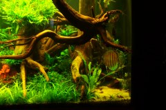 lots-of-discus-fish-green-tank0865