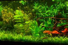 lots-of-discus-fish-green-tank0866