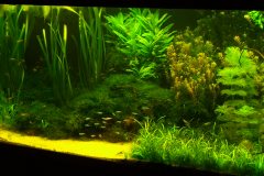 lots-of-discus-fish-green-tank0867
