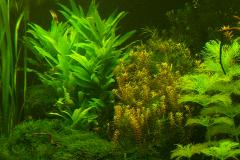 lots-of-discus-fish-green-tank0868