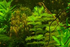 lots-of-discus-fish-green-tank0869