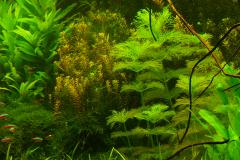 lots-of-discus-fish-green-tank0870
