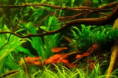 lots-of-discus-fish-green-tank0871