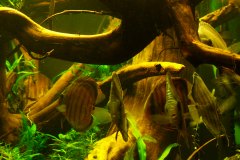 lots-of-discus-fish-green-tank0872