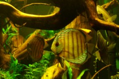 lots-of-discus-fish-green-tank0873