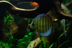 lots-of-discus-fish-green-tank0874