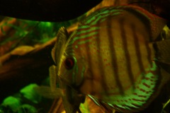 lots-of-discus-fish-green-tank0875