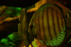 lots-of-discus-fish-green-tank0876