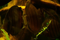 lots-of-discus-fish-green-tank0878