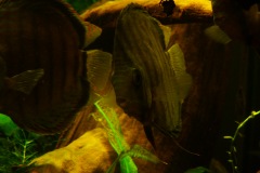 lots-of-discus-fish-green-tank0879