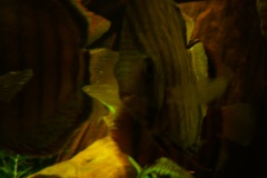lots-of-discus-fish-green-tank0880