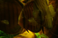lots-of-discus-fish-green-tank0881