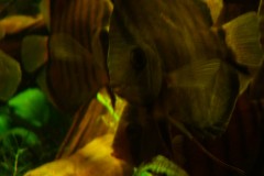 lots-of-discus-fish-green-tank0882