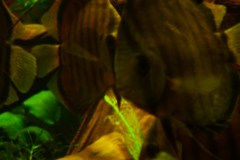 lots-of-discus-fish-green-tank0883