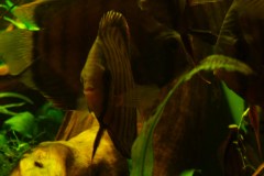 lots-of-discus-fish-green-tank0884